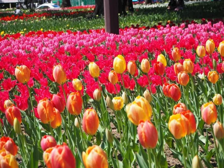 ซากุระหมดไม่ต้องเสียใจ! โยโกฮาม่ามีดอกไม้ให้ชมถึงมิถุนายนในงาน Garden Necklace Yokohama 2019