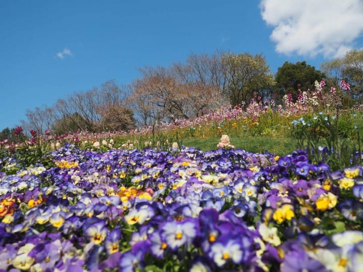 ซากุระหมดไม่ต้องเสียใจ! โยโกฮาม่ามีดอกไม้ให้ชมถึงมิถุนายนในงาน Garden Necklace Yokohama 2019