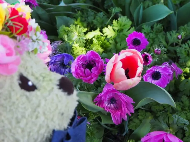 ซากุระหมดไม่ต้องเสียใจ! โยโกฮาม่ามีดอกไม้ให้ชมถึงมิถุนายนในงาน Garden Necklace Yokohama 2019