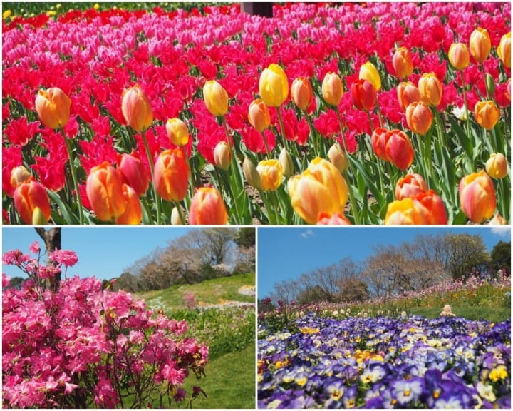 ซากุระหมดไม่ต้องเสียใจ! โยโกฮาม่ามีดอกไม้ให้ชมถึงมิถุนายนในงาน Garden Necklace Yokohama 2019
