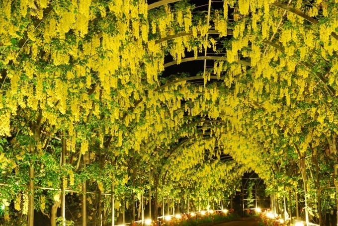 紫藤花 足立花卉公園