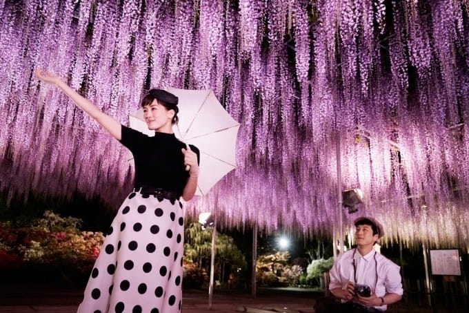 紫藤花物語大藤節2019
