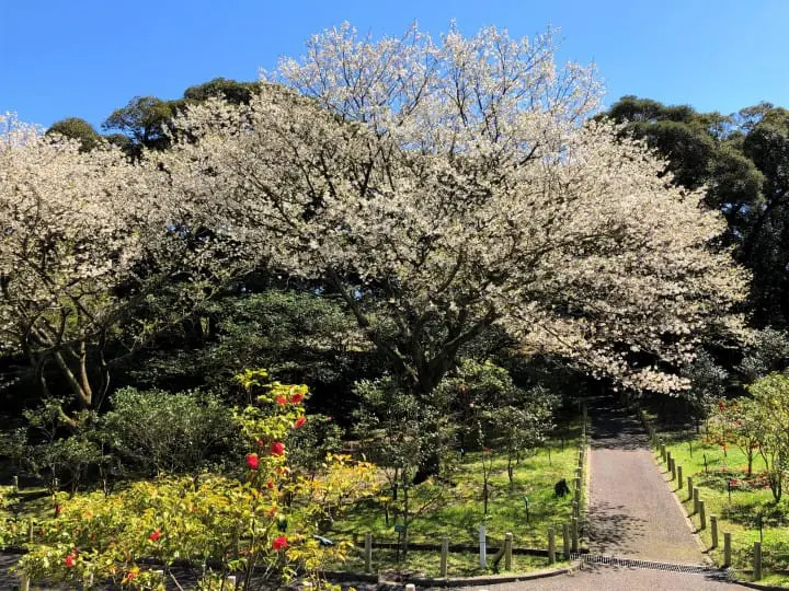 Japan, Off The Beaten Path (3) - Izu Oshima: Volcanoes And Cherry Blossoms