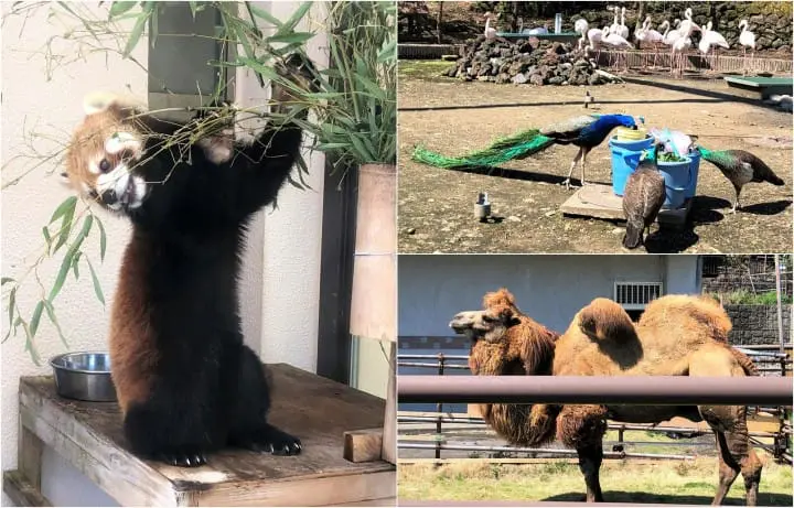 Japan, Off The Beaten Path (3) - Izu Oshima: Volcanoes And Cherry Blossoms