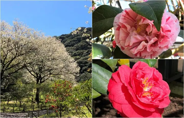 Japan, Off The Beaten Path (3) - Izu Oshima: Volcanoes And Cherry Blossoms