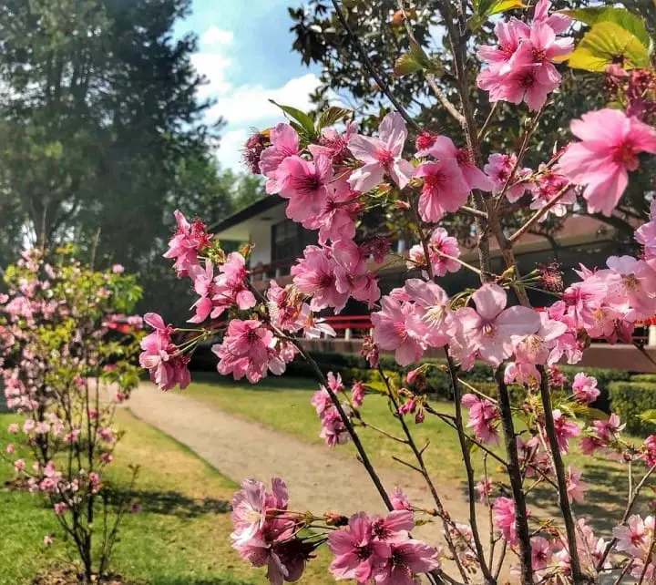 Haru Matsuri 2019 - Festival de Primavera 2019