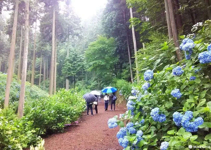 A Hidden Art Spot In Tokyo's Enchanted Forest: Tomonaga Akimitsu Museum