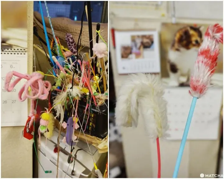 เที่ยวไม่เหมือนใครที่ คาเฟ่แมวจรหาบ้าน 