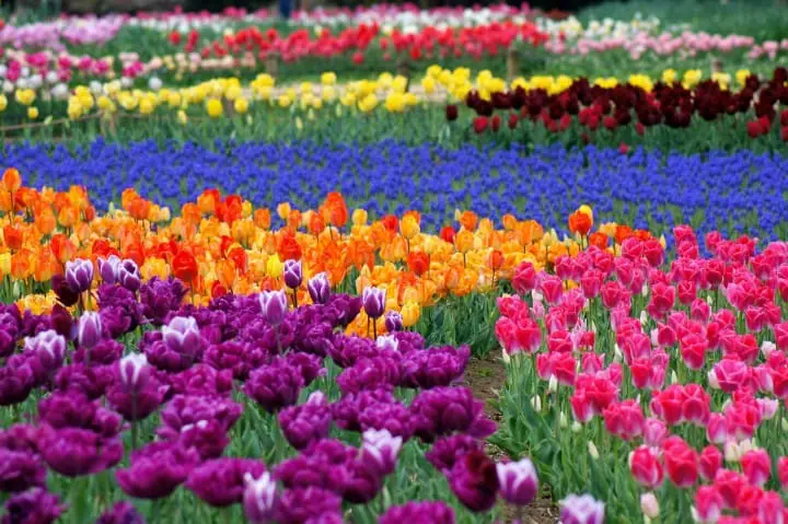 ゴールデンウィークの混雑を避けよう！東京近郊の穴場スポット6選(2019年版)