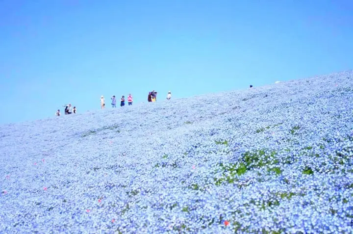 ゴールデンウィークの混雑を避けよう！東京近郊の穴場スポット6選(2019年版)