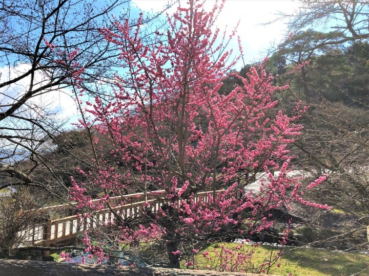 Japan, Off The Beaten Path (4) - Falling for the Beauty of Mt. Yoro
