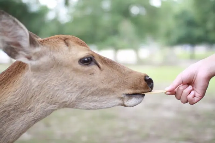 奈良でしたいこと17選・アクセス・宿泊施設などまとめ