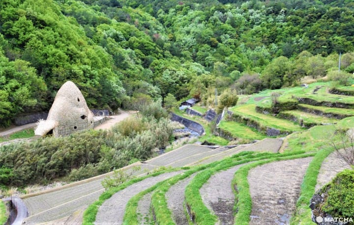 Love in Shodoshima