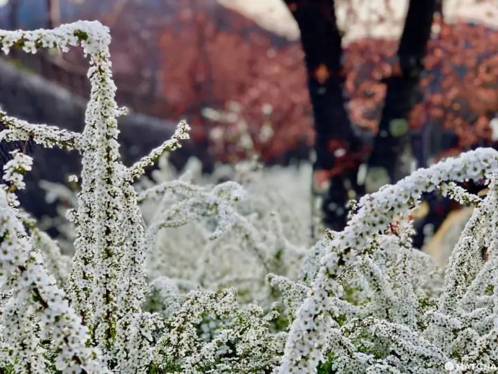 ［山梨县］绝对没去过的秘境身延町-山Ｘ湖Ｘ百年温泉