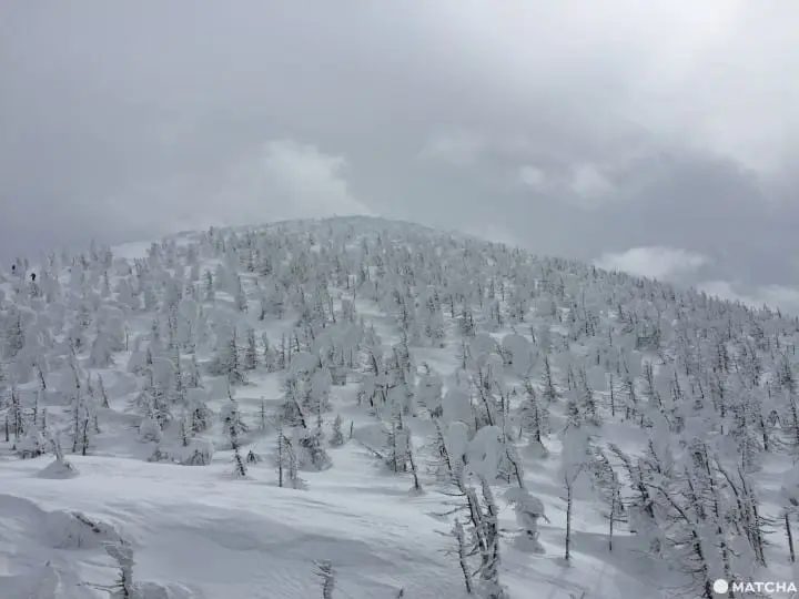 赏树冰吃美食精挑山形必吃5选