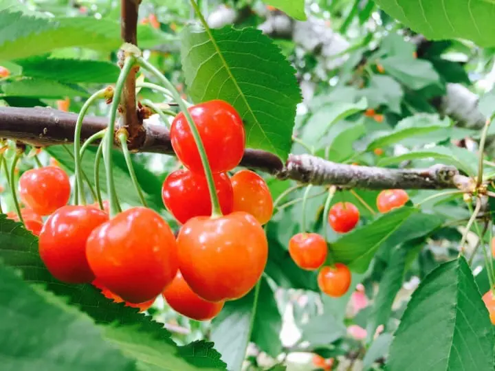 赏树冰吃美食精挑山形必吃5选