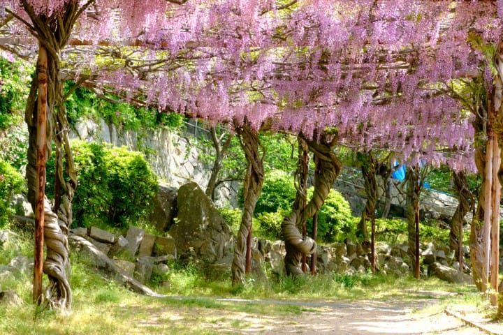 千光寺公園