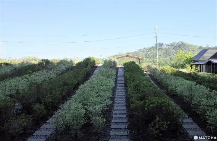 7 Reasons For Tea Lovers To Stay At Hoshino Resorts KAI Enshu, Shizuoka