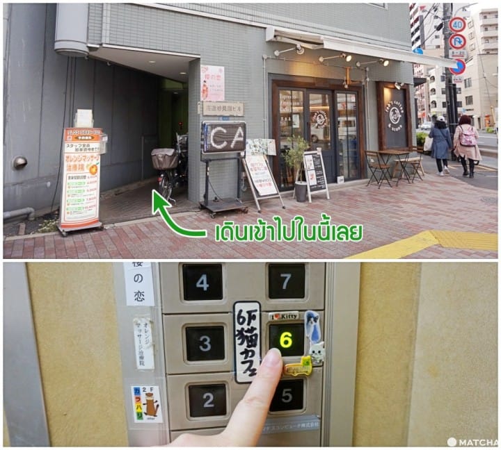 เที่ยวไม่เหมือนใครที่ คาเฟ่แมวจรหาบ้าน