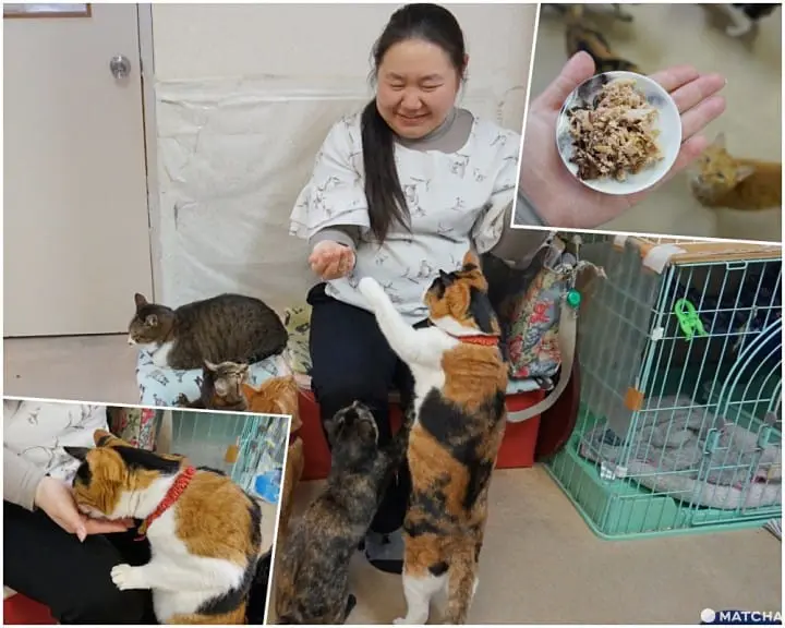 เที่ยวไม่เหมือนใครที่ คาเฟ่แมวจรหาบ้าน 