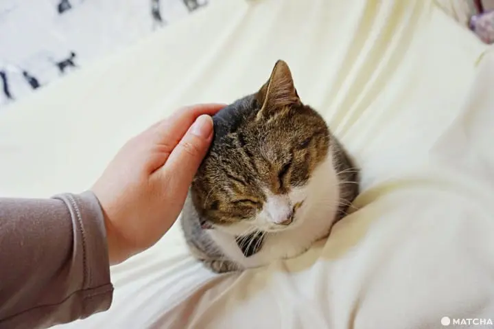 เที่ยวไม่เหมือนใครที่ คาเฟ่แมวจรหาบ้าน 