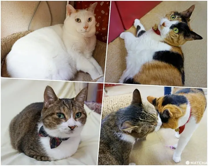 เที่ยวไม่เหมือนใครที่ คาเฟ่แมวจรหาบ้าน 