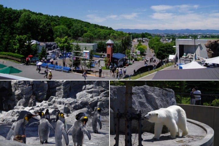 เพนกวินบินได้? พบกับเหล่าสัตว์สุดน่ารักที่สวนสัตว์อาซาฮิยามะ ฮอกไกโด (Hokkaido)