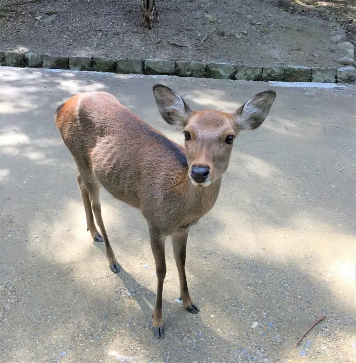 NARA ON AND OFF THE BEATEN PATH