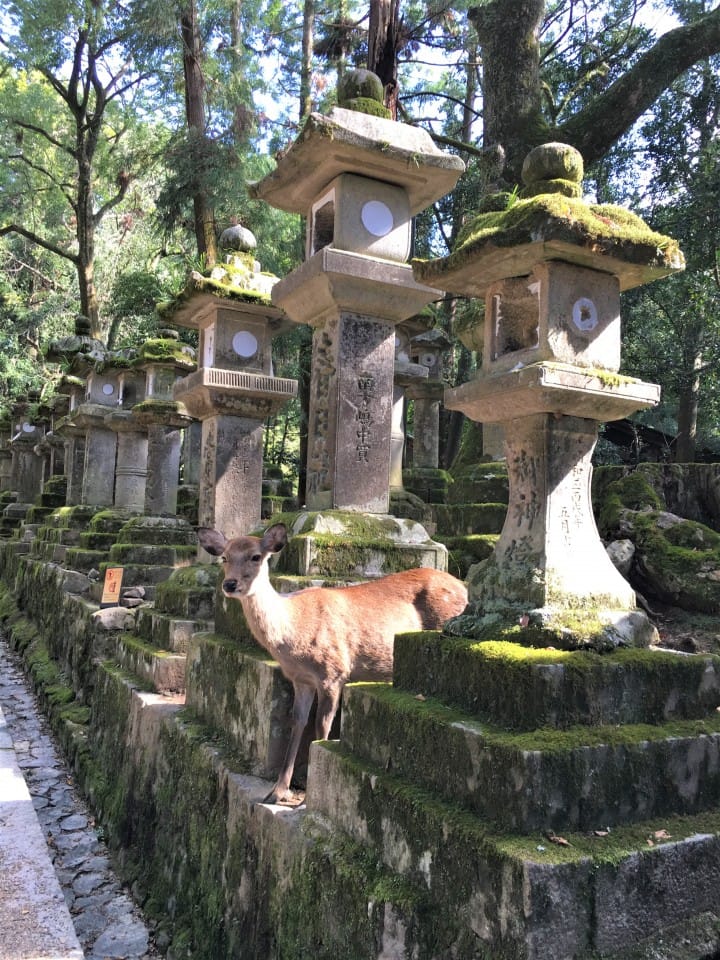 NARA ON AND OFF THE BEATEN PATH