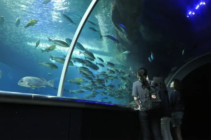 Photo Spots In Niigata! A Guide To Famous Must-Visit Spots And Great Food