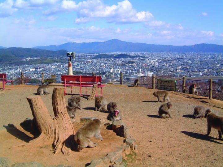 Arashiyama Monkey Park Iwayatama