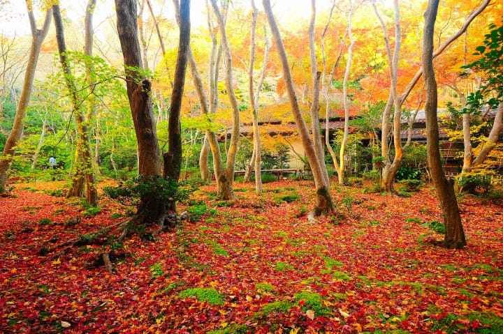 Thưởng ngoạn Arashiyama! Những trải nghiệm, địa điểm thăm quan, cách đi | MATCHA - tạp chí Web dành cho khách du lịch nước ngoài khi đến Nhật