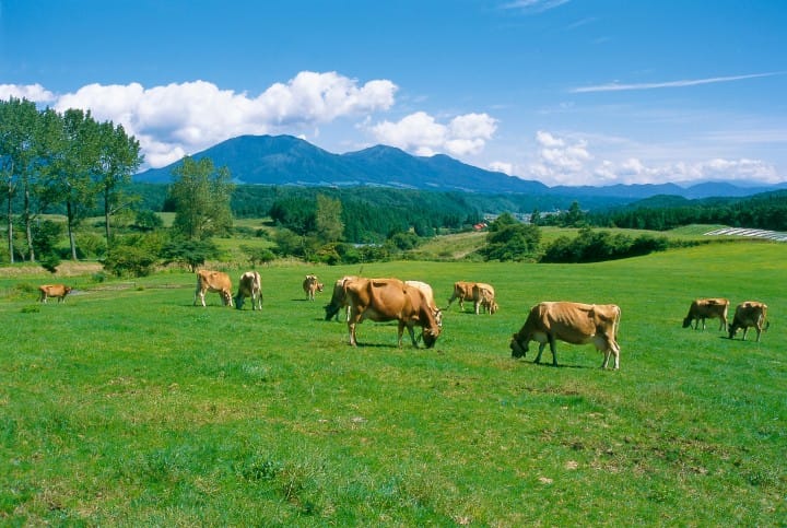 台湾からの直通便も運行! 絶景や美食を満喫できる岡山の見どころ&モデルルートを紹介