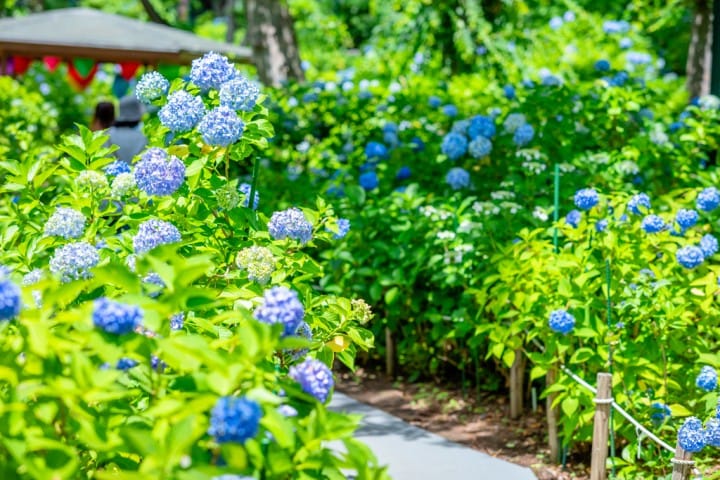 東京 繡球花 賞花
