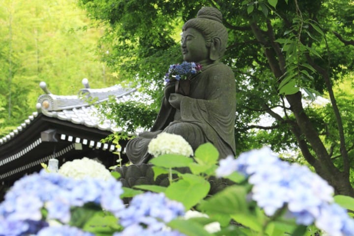 長谷寺 紫陽花
