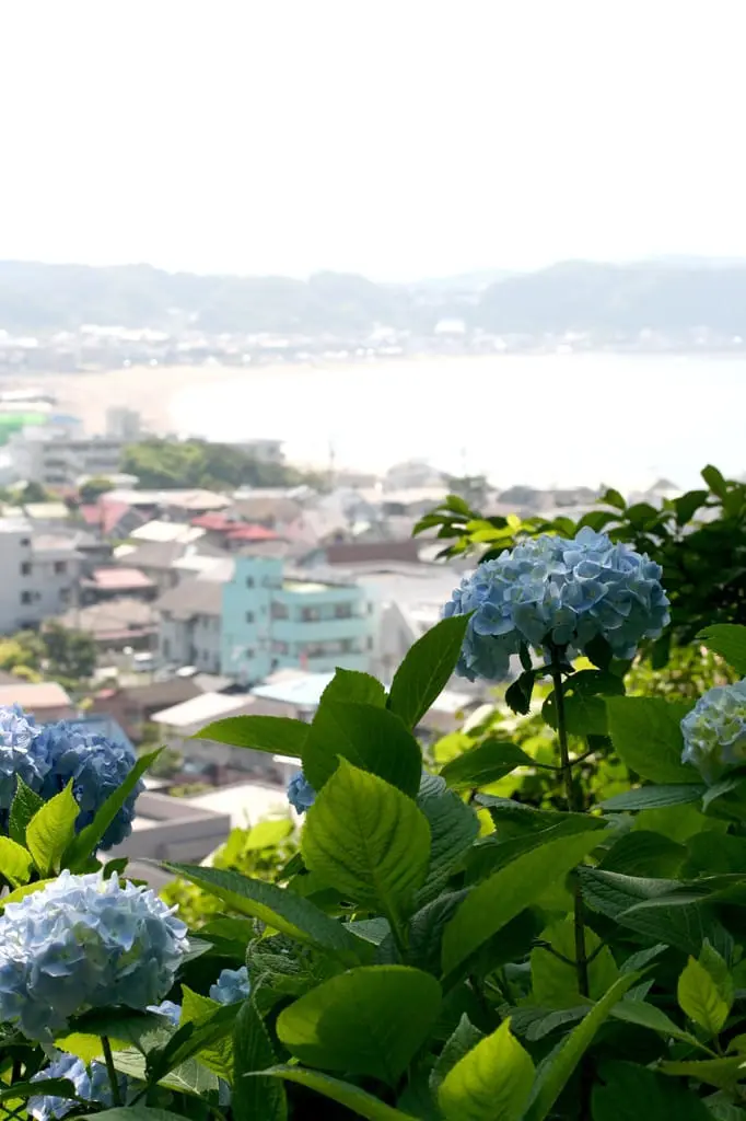 長谷寺 紫陽花 海景
