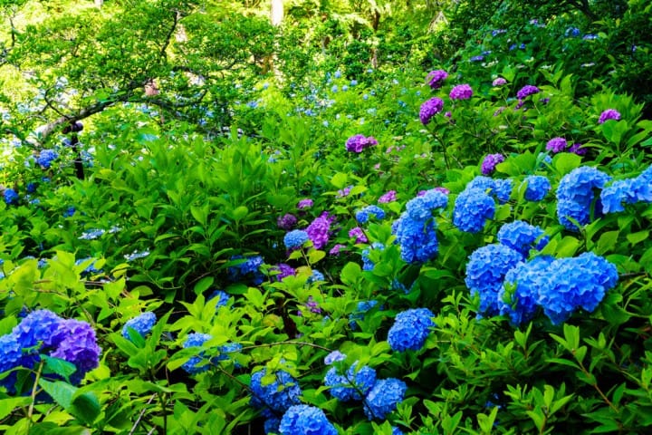 鎌倉 繡球花