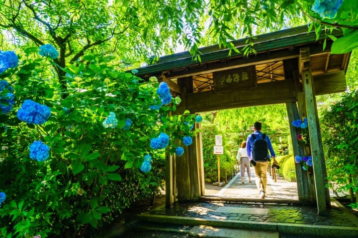 明月院 紫陽花