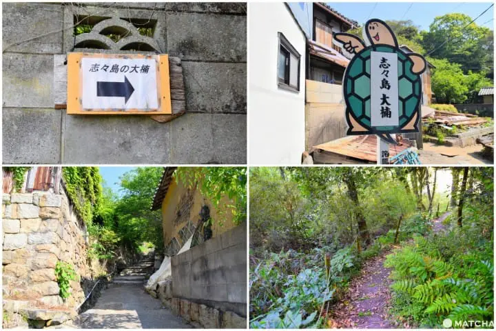 【香川】別世界へダイブ！神秘の大楠とアート・海ホタルを巡る志々島・粟島の1日旅