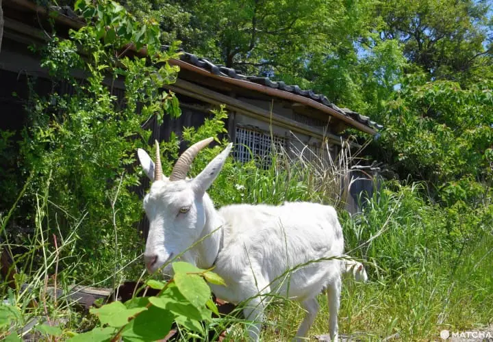 【香川】別世界へダイブ！神秘の大楠とアート・海ホタルを巡る志々島・粟島の1日旅