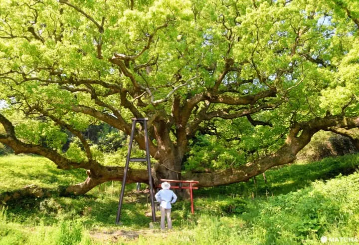 【香川】別世界へダイブ！神秘の大楠とアート・海ホタルを巡る志々島・粟島の1日旅
