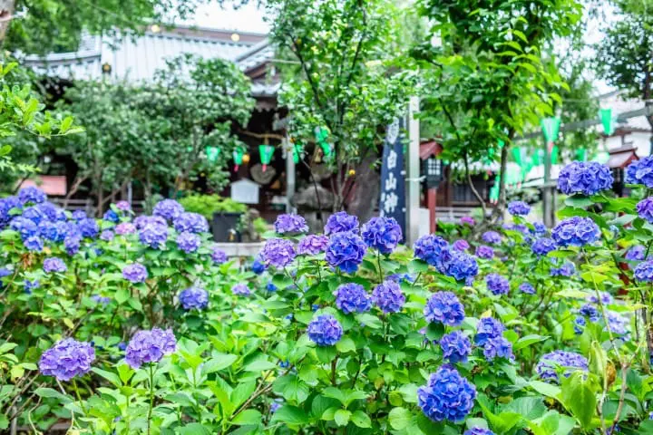日本梅雨 寫給旅行者的日本梅雨情報 Matcha 日本線上旅遊觀光雜誌