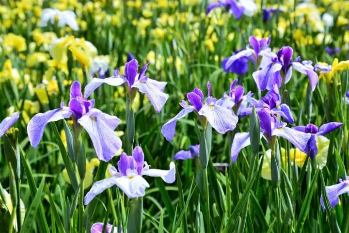 梅雨とは？ 梅雨入り・梅雨明けの日にち、服装などまとめ
