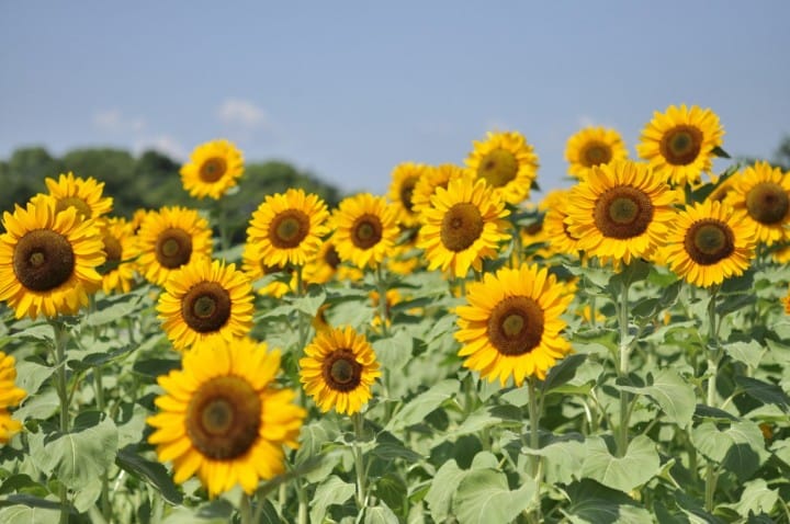 Showa Kinen Park