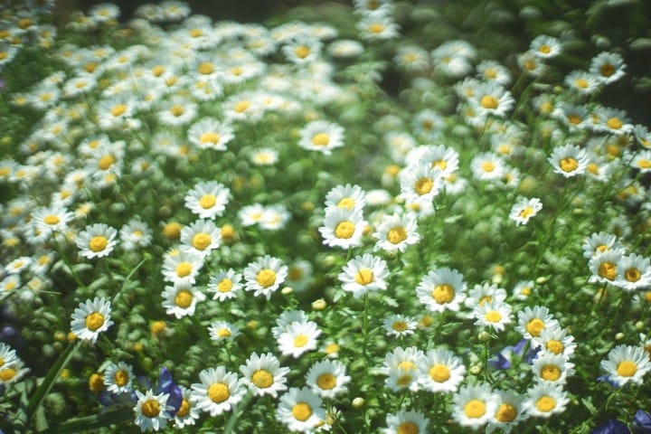 Japan's Seasons In Photos: May - Flowers And Children's Day