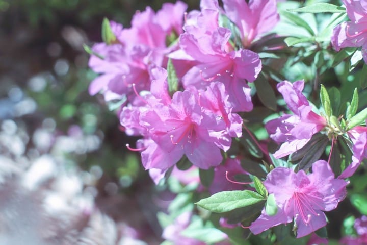 Japan's Seasons In Photos: May - Flowers And Children's Day
