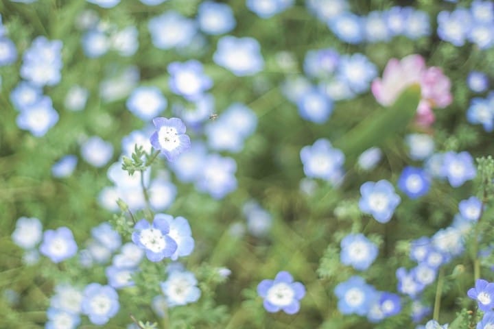Japan's Seasons In Photos: May - Flowers And Children's Day