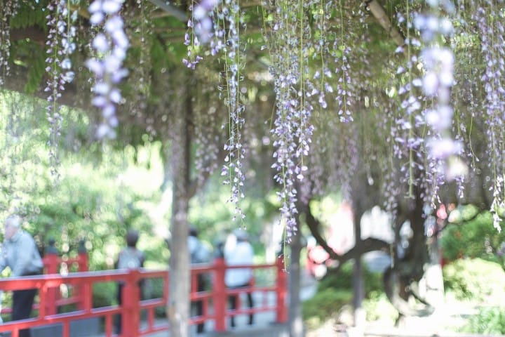 Japan's Seasons In Photos: May - Flowers And Children's Day
