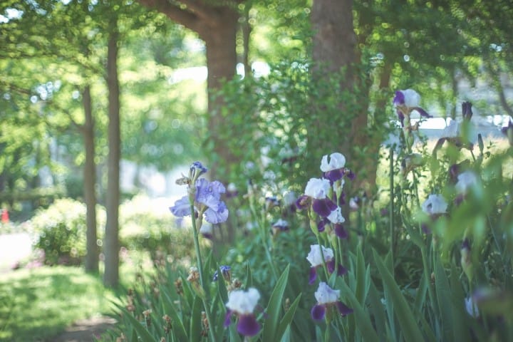 Japan's Seasons In Photos: May - Flowers And Children's Day
