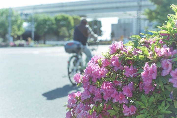 Japan's Seasons In Photos: May - Flowers And Children's Day